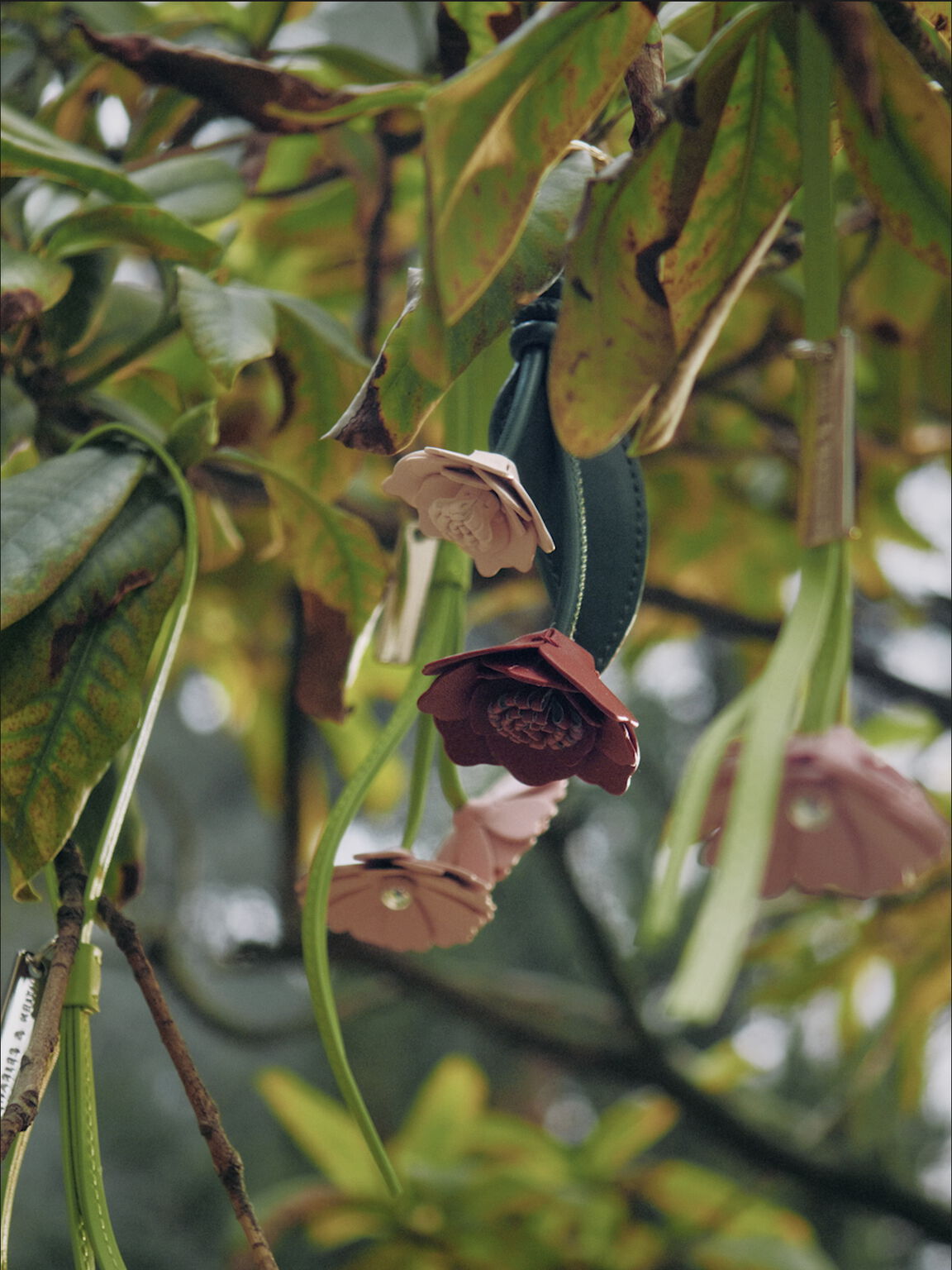 ローズチャーム, マルチレッド, hi-res